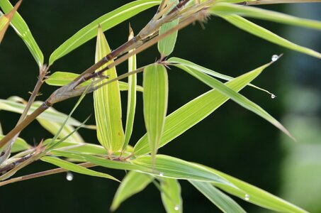 Bamboo zen dew