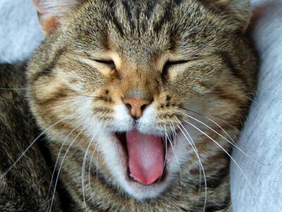 Yawn tired sleepy