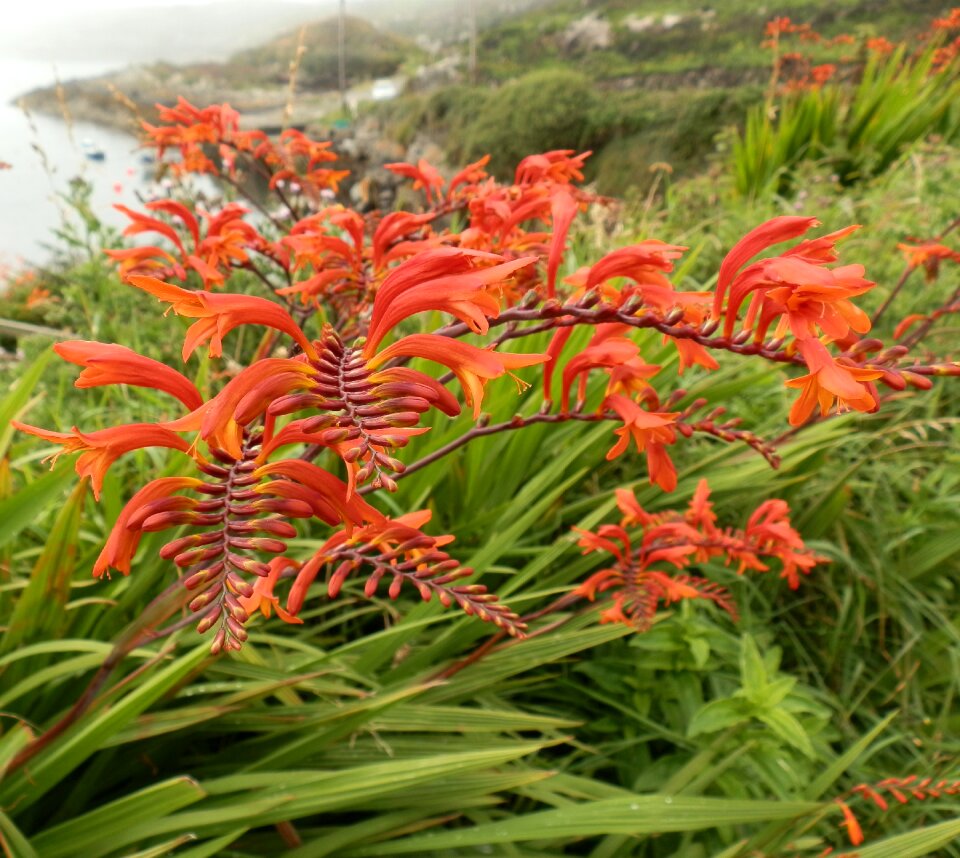 Plants landscape spring