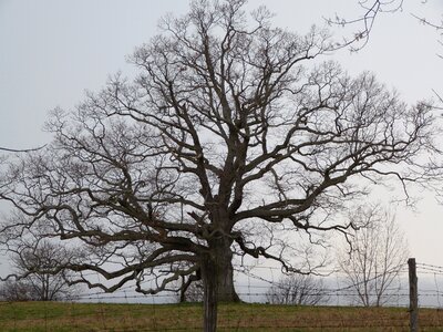 Naked branches nature
