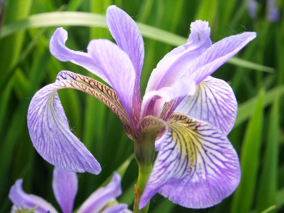 Blossom plant summer