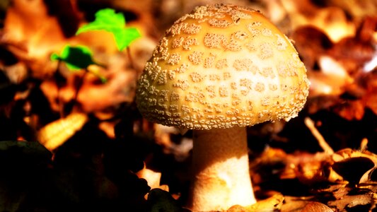 Autumn nature forest