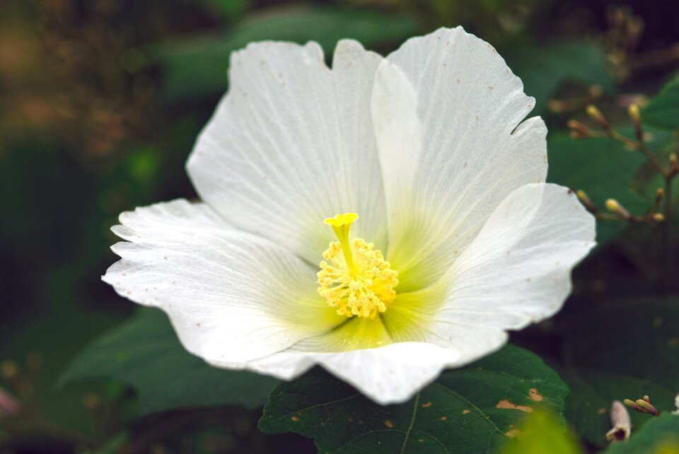 One flower summer ichirin no hana
