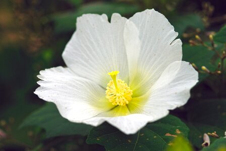 One flower summer ichirin no hana photo