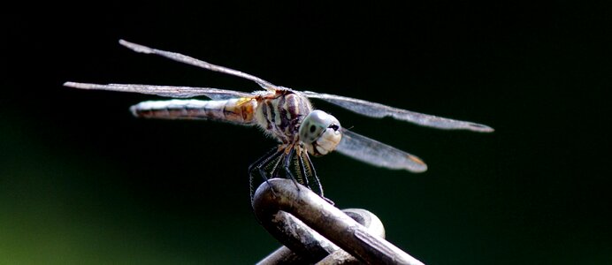 Wildlife macro spring