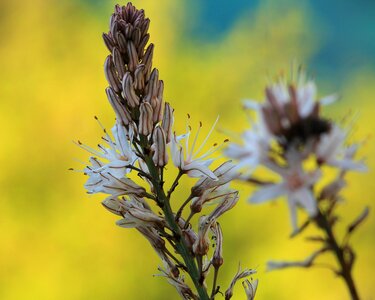 Blossom bloom stamens