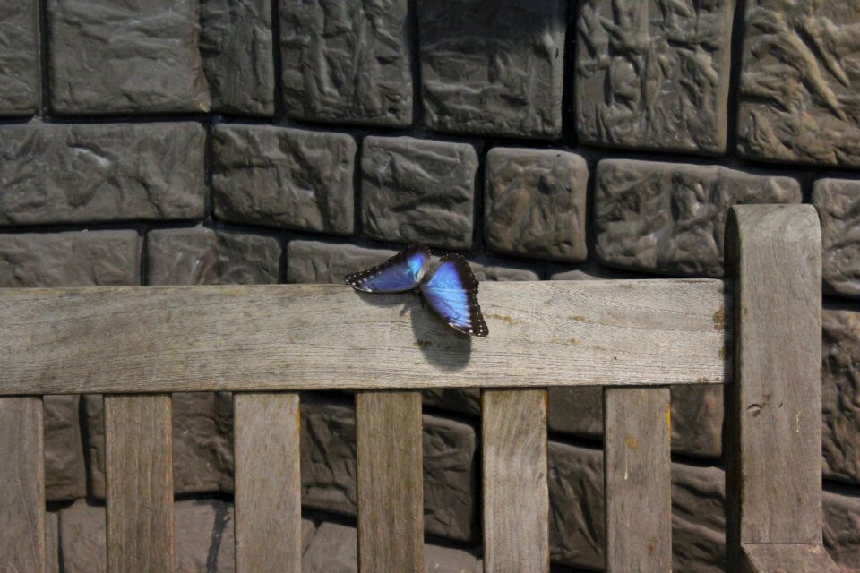 Lake dusia wall bench