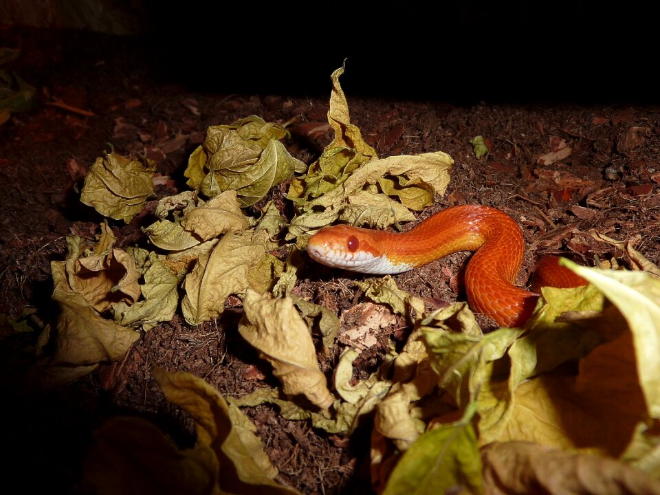 Non toxic scale reptile