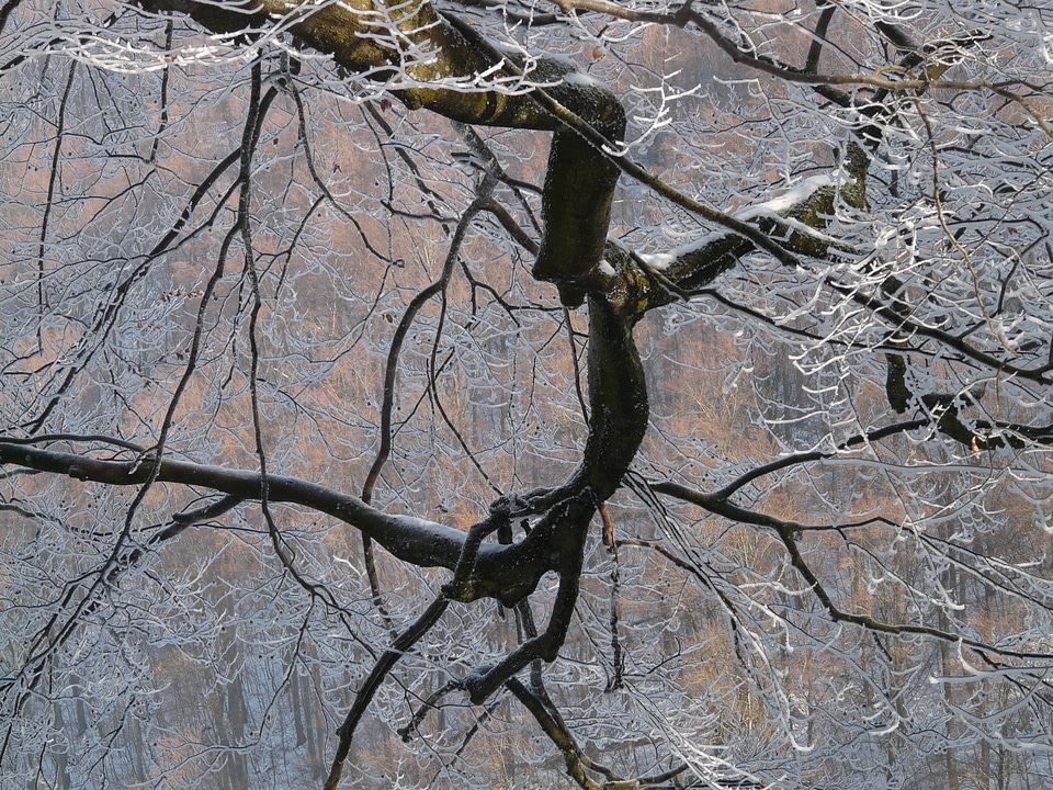Aesthetic hoarfrost iced