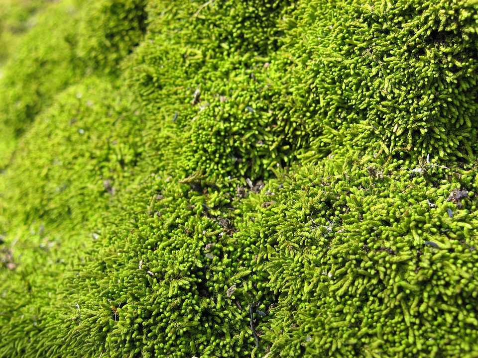 Growths growing tiny