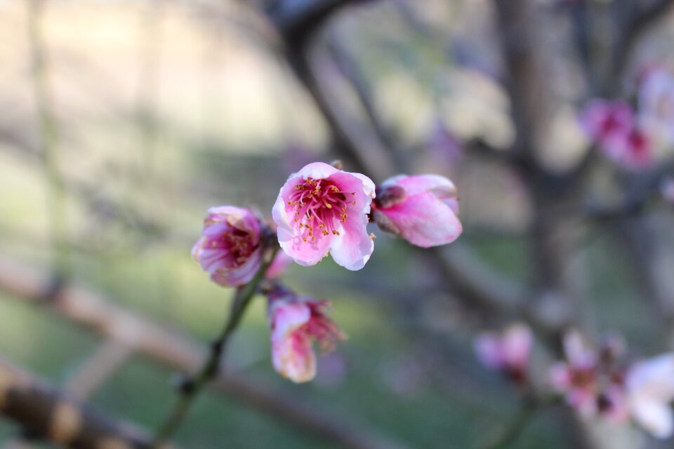 Nature spring petal