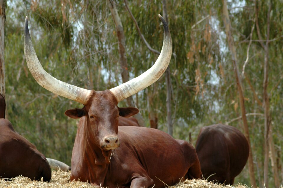 Buffalo batusi toro horns