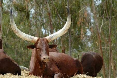 Buffalo batusi toro horns
