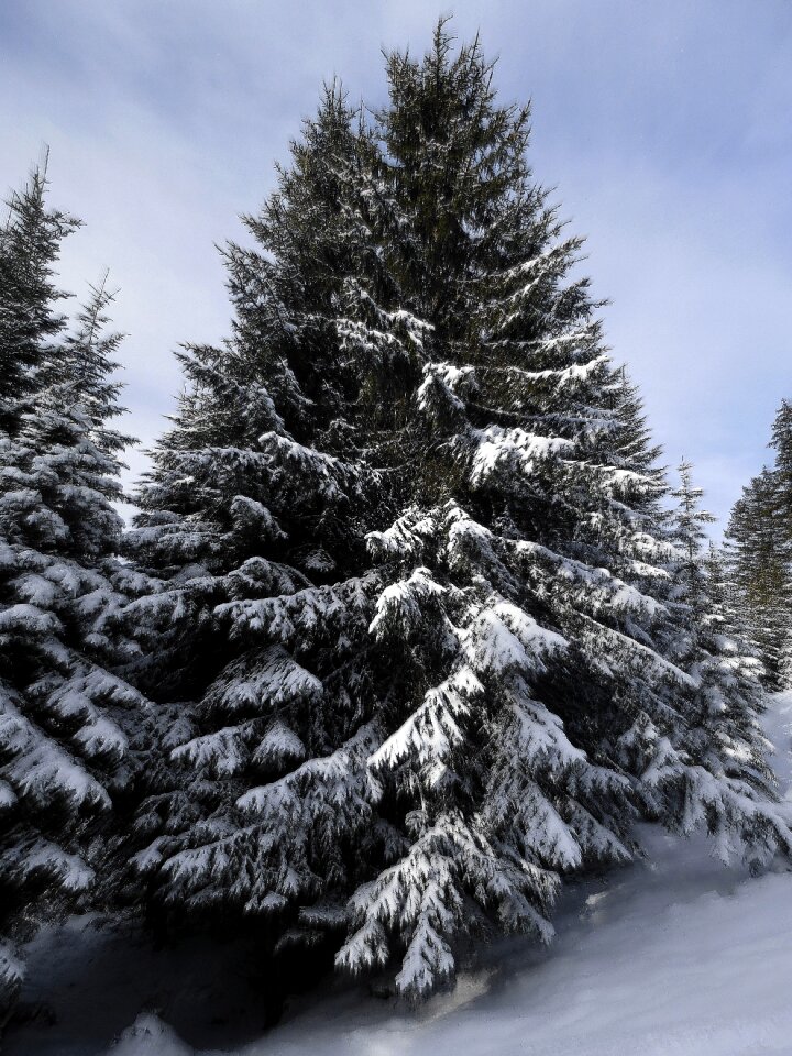 Winter firs wintry photo