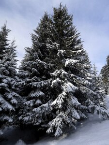 Winter firs wintry photo