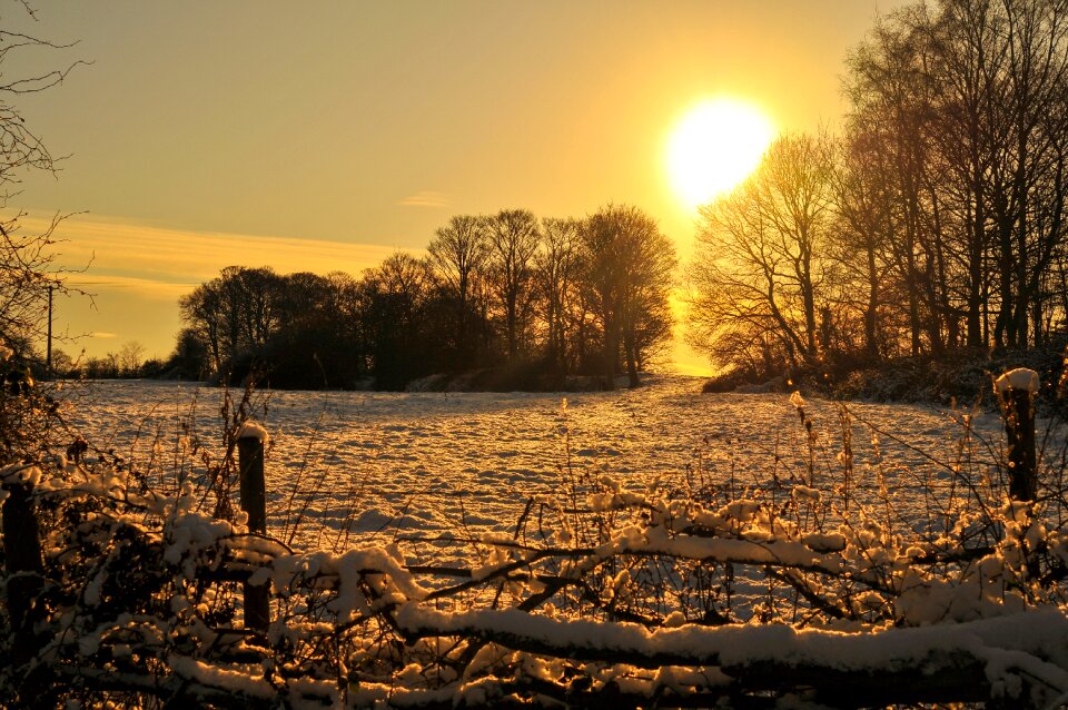 Snow landscape trees