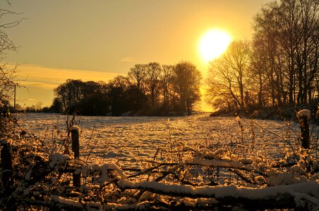Snow landscape trees