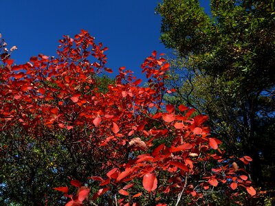 Red leaves late autumn huang xinmu