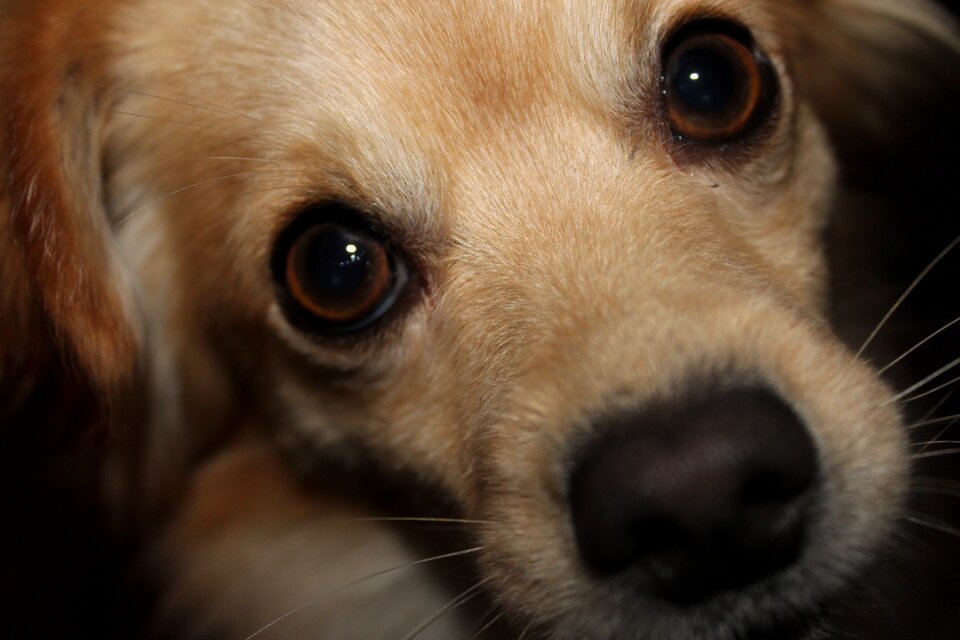 Face small dog portrait