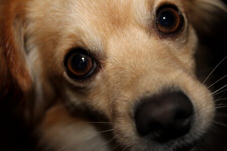 Face small dog portrait photo