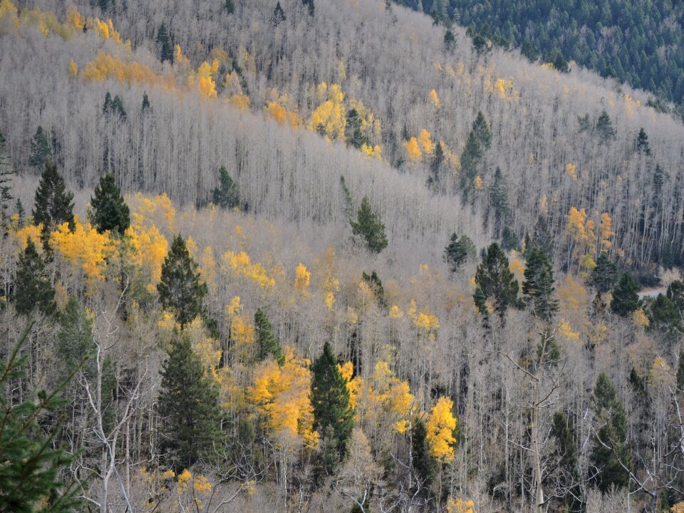 Santa foliage forest