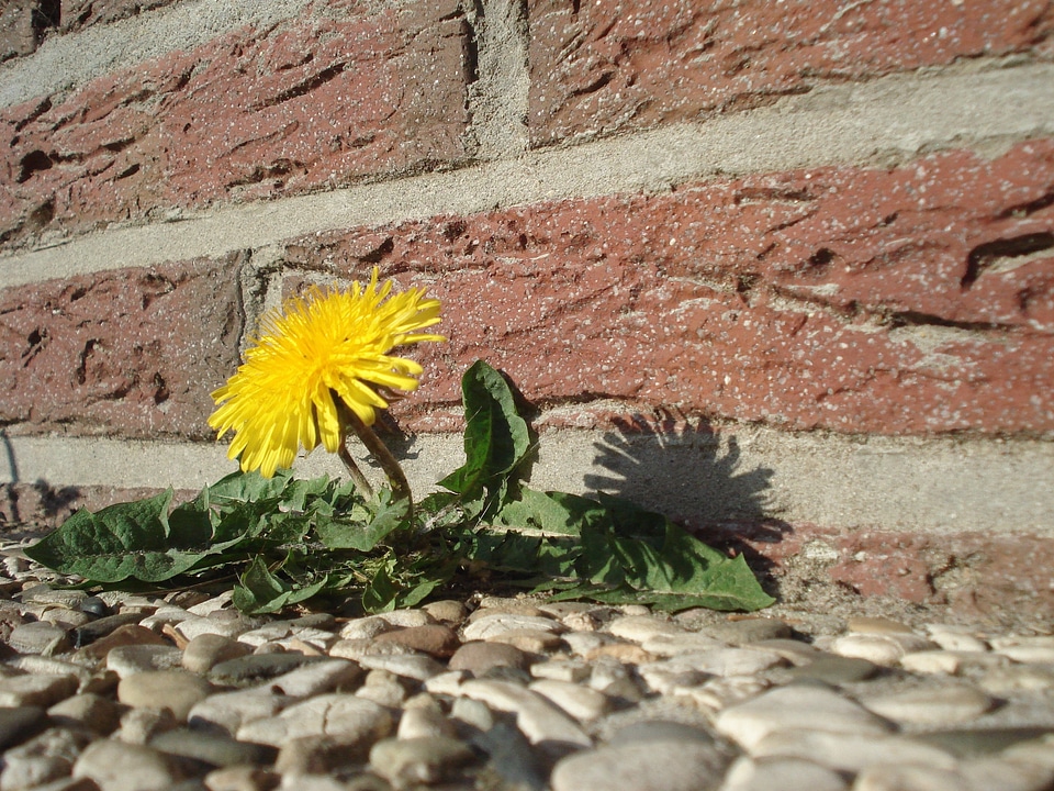 Flower roadside plant