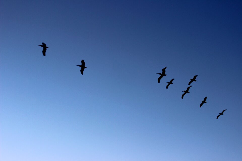 Pelicans flight landscapes