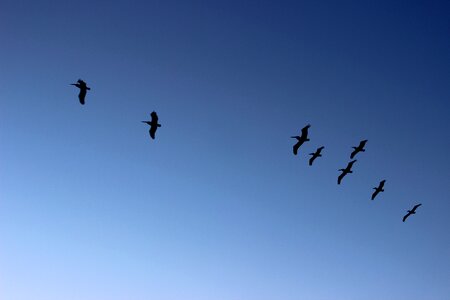 Pelicans flight landscapes photo