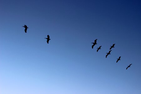 Pelicans flight landscapes