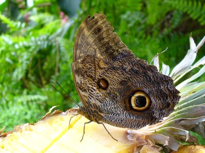 Butterfly eye brown