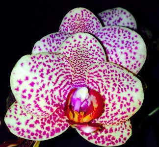 Blossom bloom plant