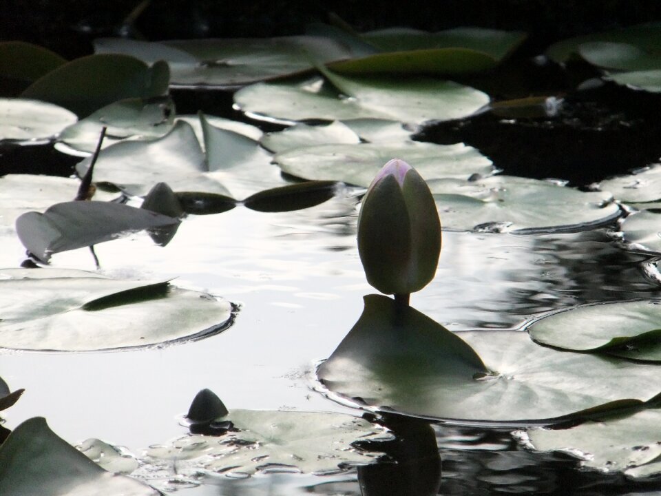 Water flower nature