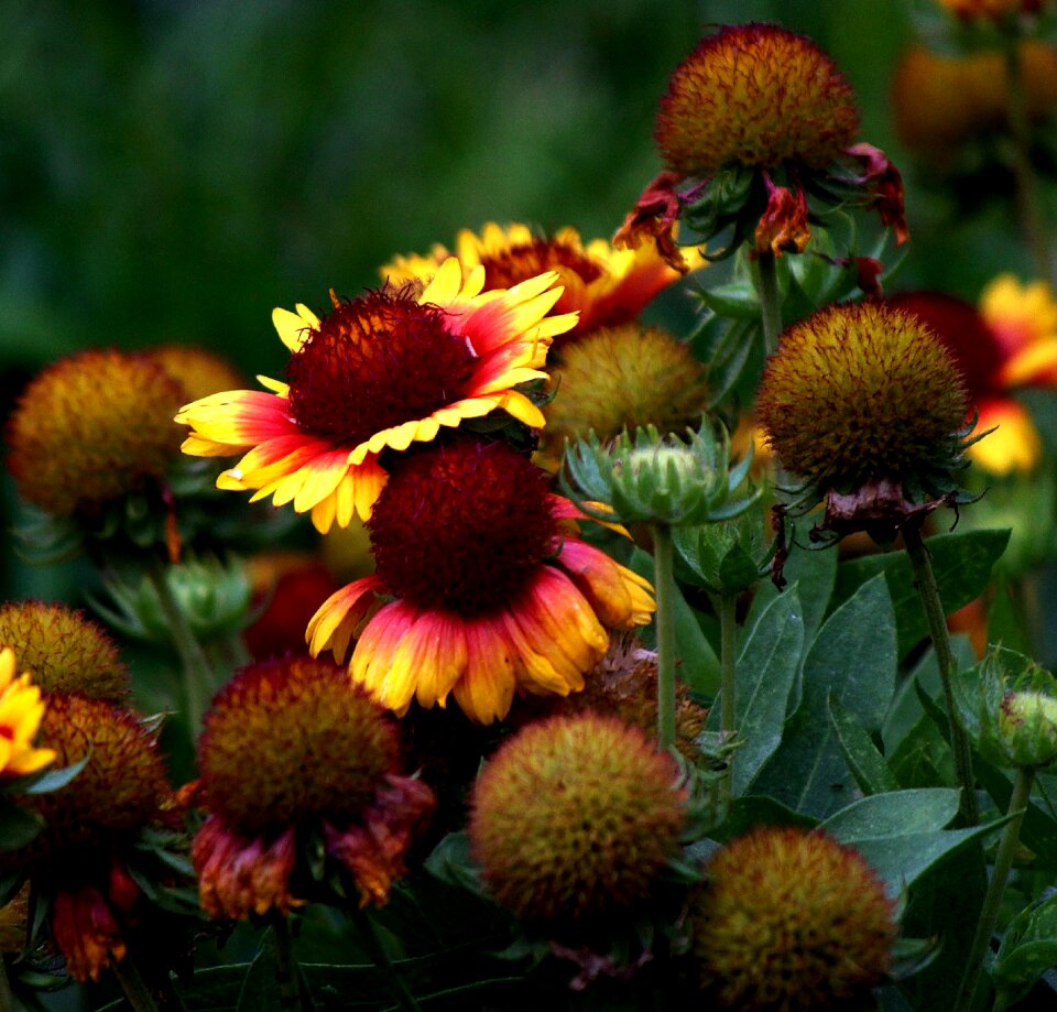 Nature summer over saturated