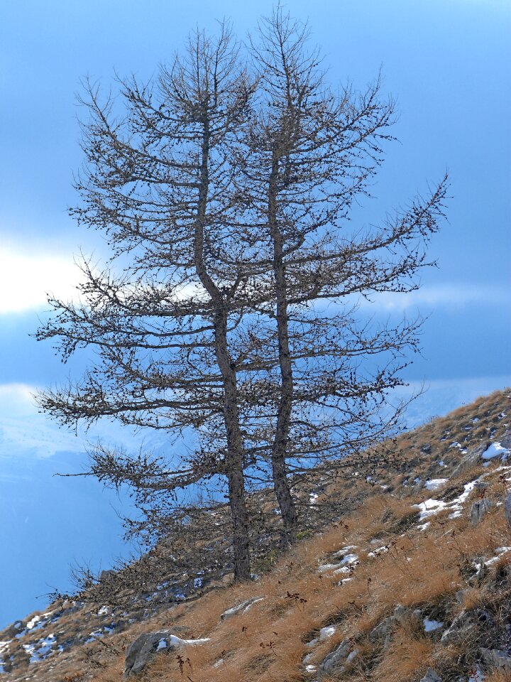 Larch nature winter