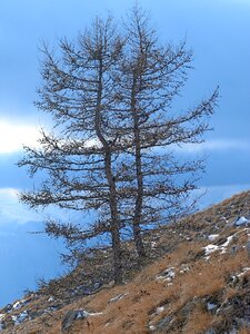 Larch nature winter