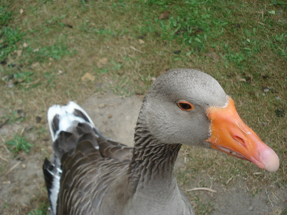 Gander animals grey