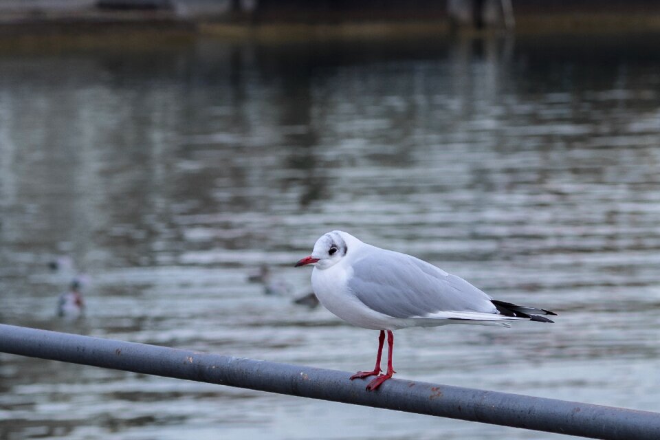 Voegle water bird web
