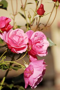 Rose petals rose flower plant