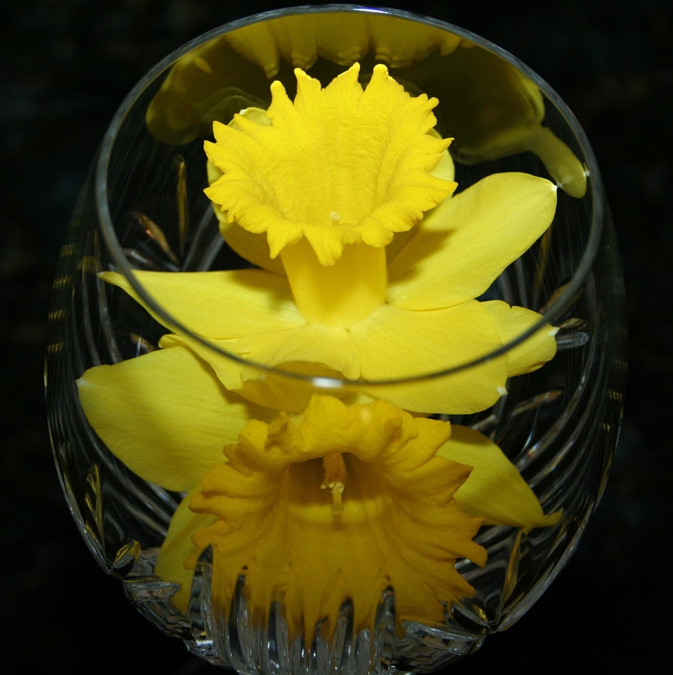 Crystal flowers blossom
