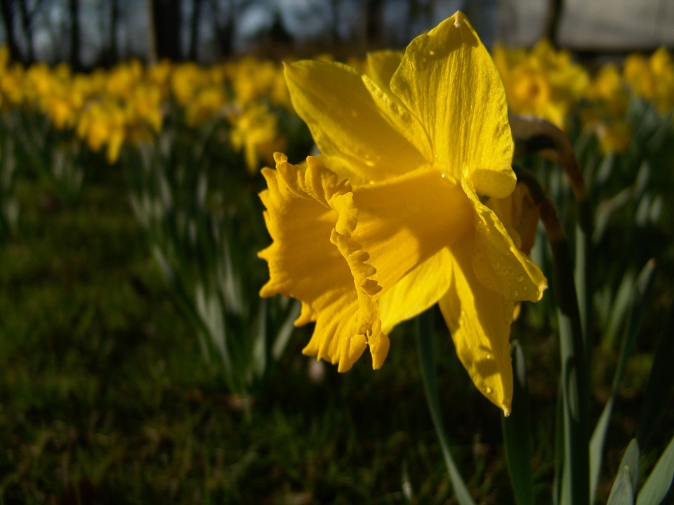 Narcissus daffodil easter