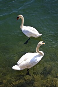 Bird water bird white