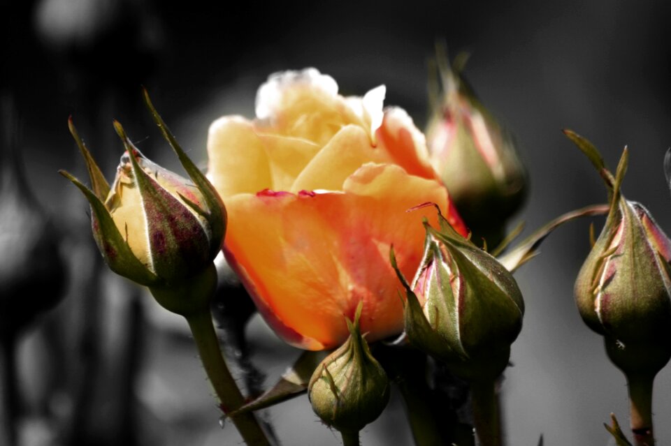 Bloom rose bloom yellow