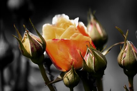 Bloom rose bloom yellow