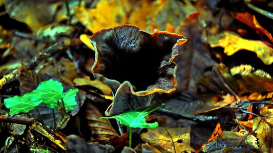 Mushroom forest autumn