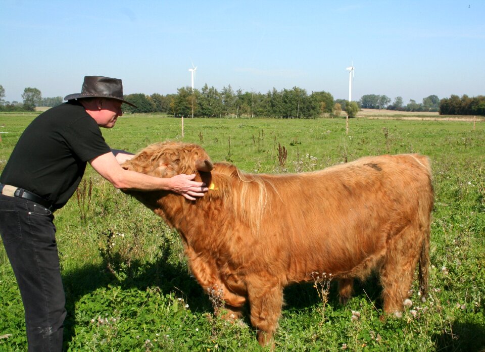 Bull scottish highland cattle love