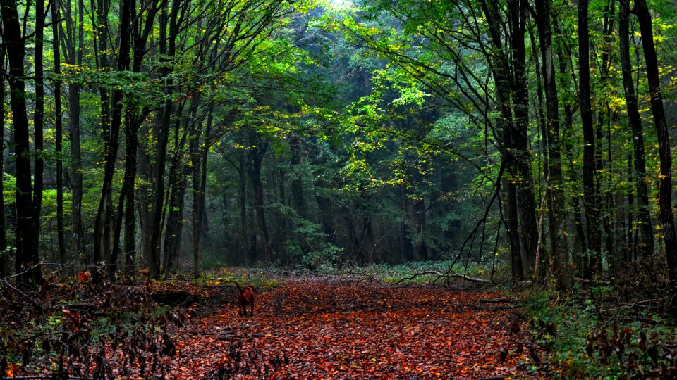 Forest fog nature photo