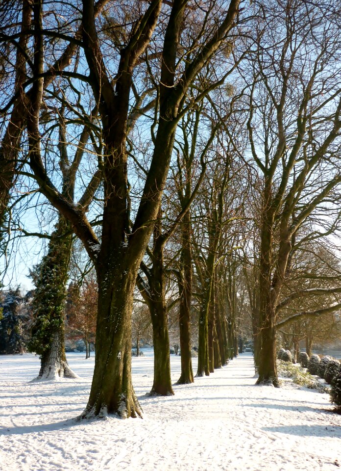 Tree lined avenue park ratingen