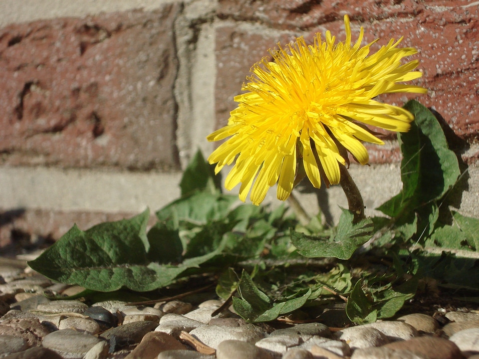 Flower roadside plant