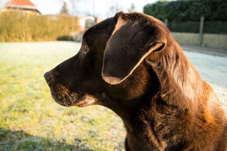 Pet animal nature