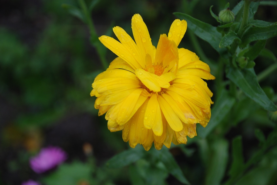 Leaf spring floral